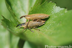 Lixus paraplecticus